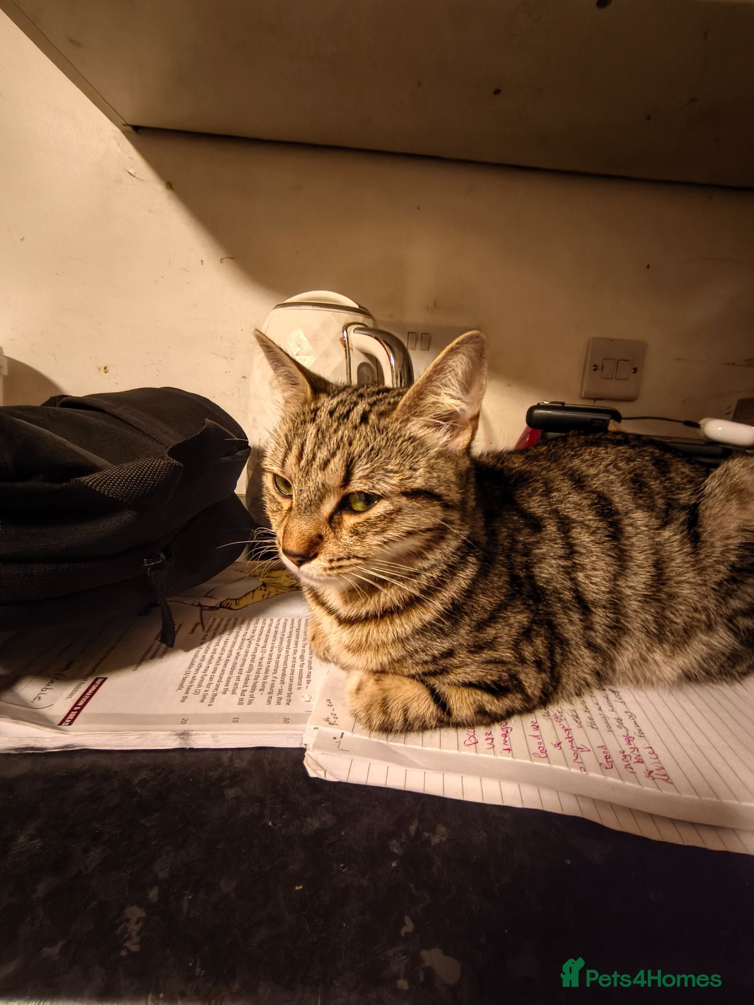 Mixed Breed cats Beautiful Black Ghost Tabby - Advert 2