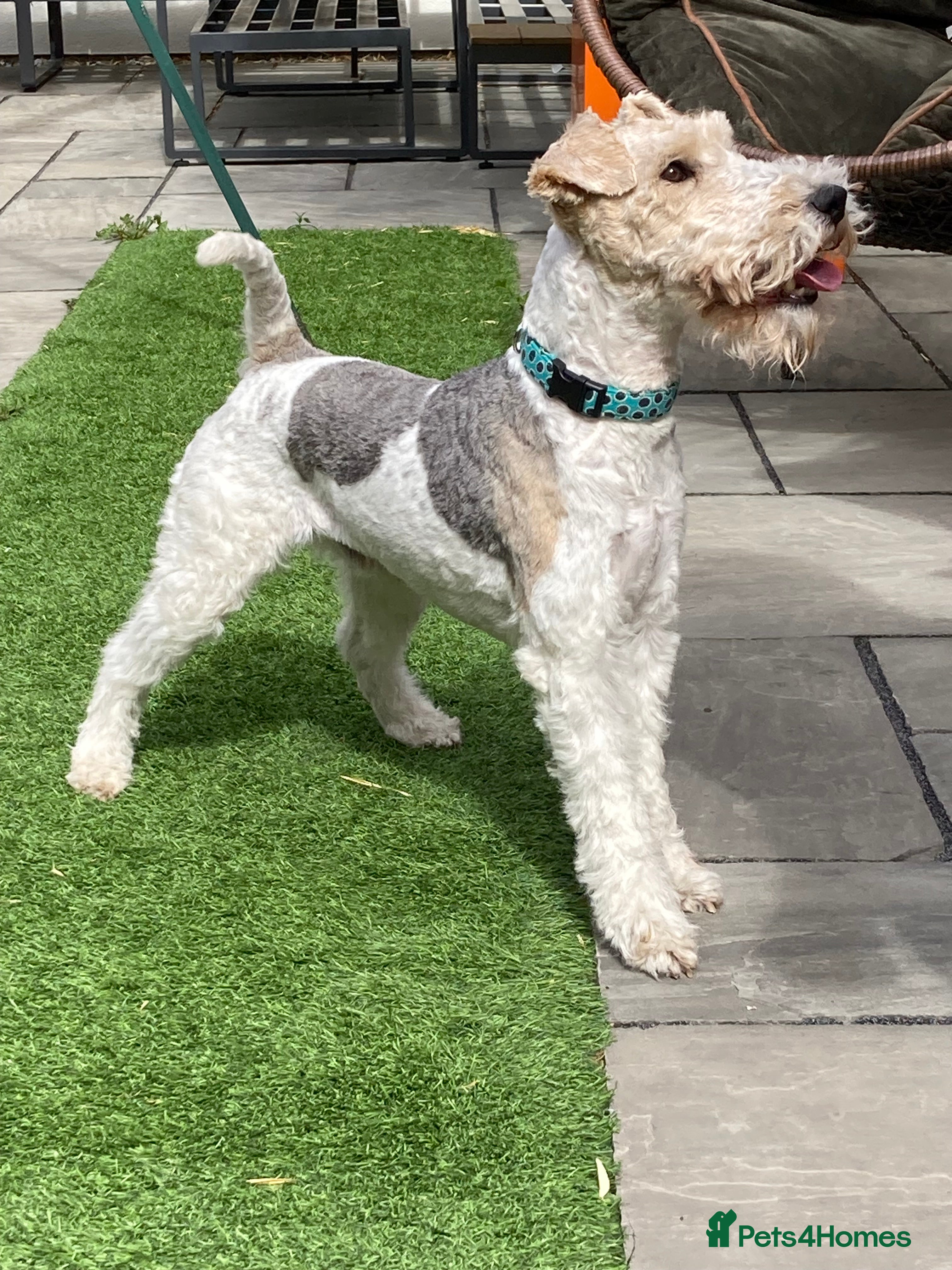 Fox Terrier dogs *Wire Haired Fox Terrier Pups* - Advert 1
