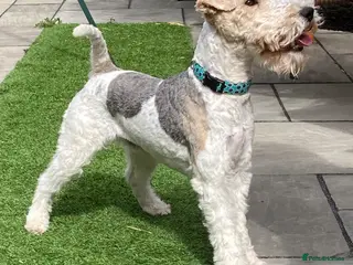 Fox Terrier dogs *Wire Haired Fox Terrier Pups* - Advert 12