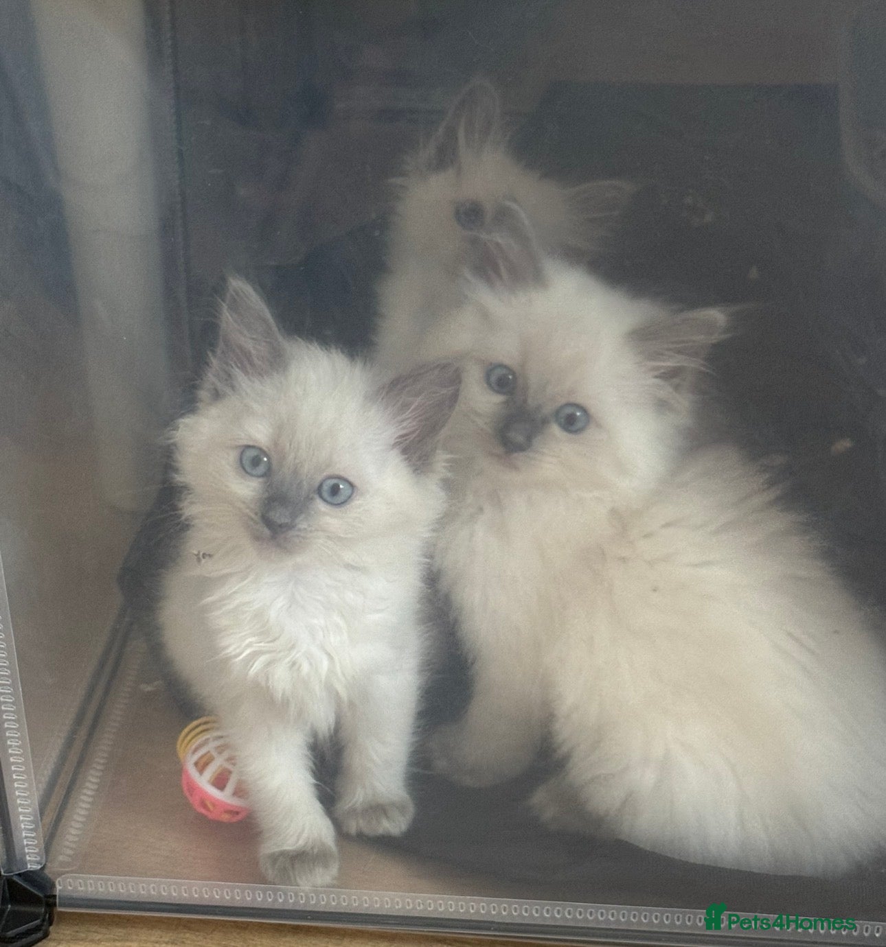 Ragdoll cats  Ragdoll Kittens - Vaccinated READY TO GO NOW - Advert 1