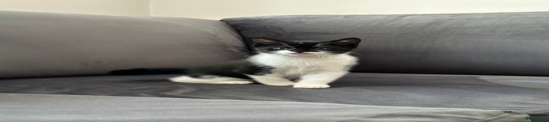 Mixed Breed Kitten 1
