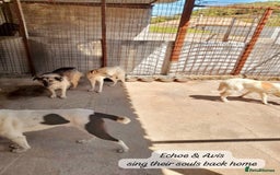 Mixed Breed dogs for adoption: Avis, 1yr old approx. Available for adoption. - Image 3