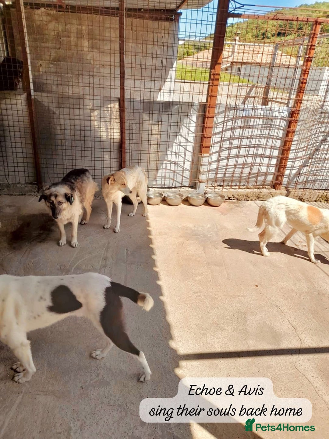 Mixed Breed dogs for adoption: Avis, 1yr old approx. Available for adoption. - Image 3
