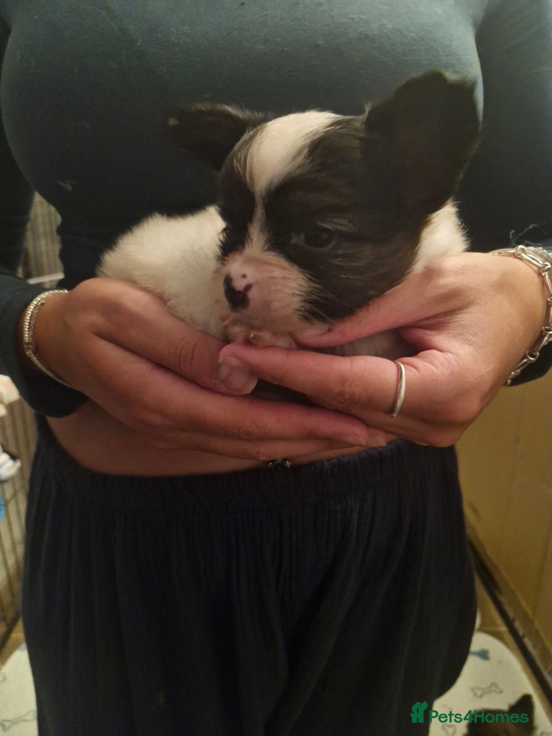 Papillon dogs for sale: KC Papillon. DNA health tested parents - Image 14