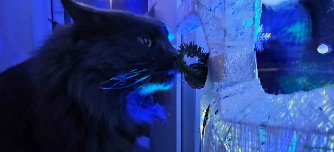 Maine Coon cats for sale: Giant Maine Coon  - Advert 6