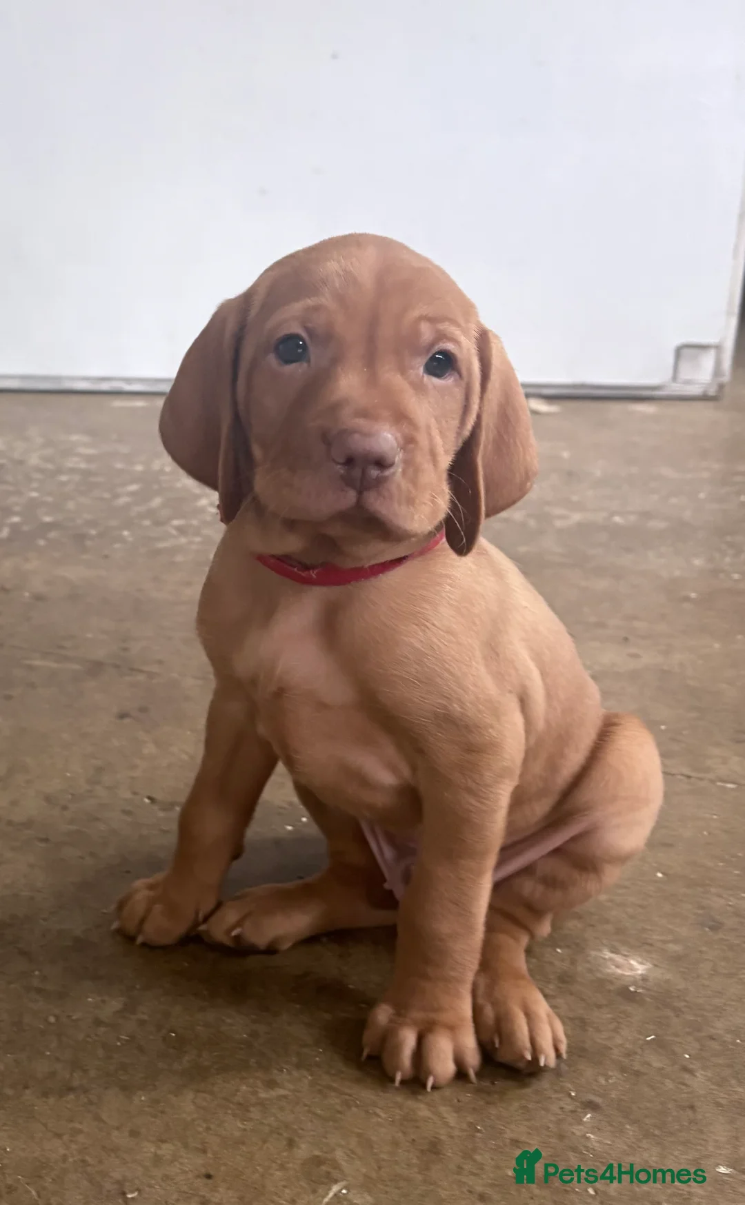 Hungarian Vizsla dogs for sale: Hookside Hungarian Viszla Puppies - Advert 2