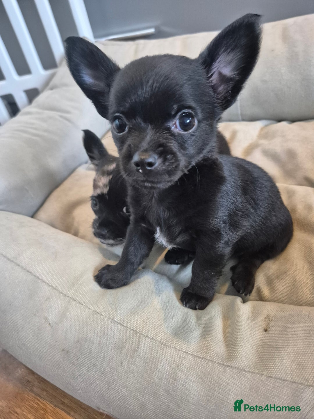 Chihuahua dogs for sale: 3 beautiful tiny pure breed chihuahua  - Advert 28