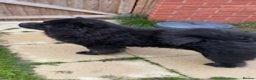 Chow Chow dogs for sale: STUNNING BLACK KC DOG - Advert 1