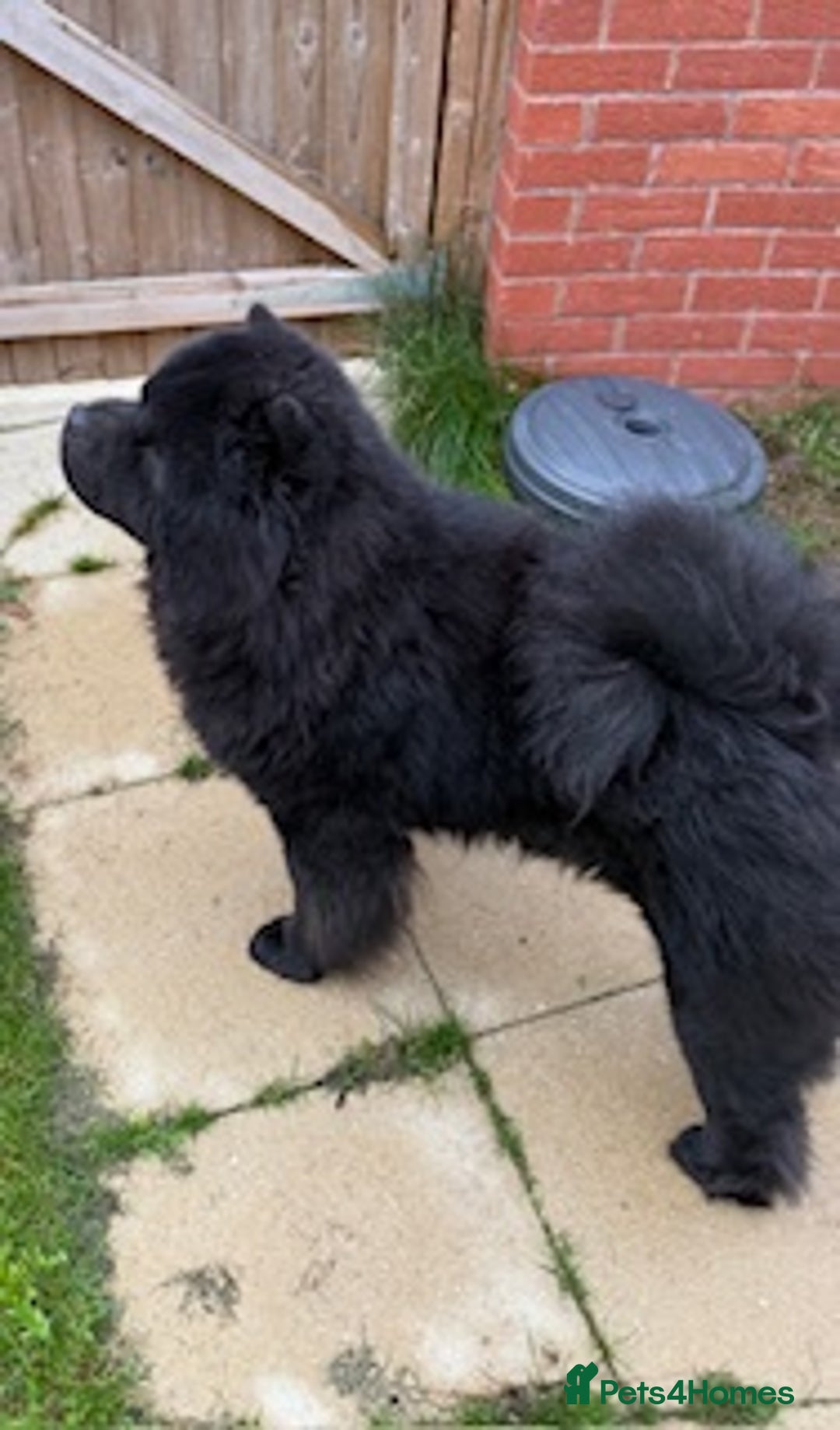 Chow Chow dogs for sale: STUNNING BLACK KC DOG - Advert 1