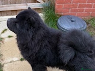 Chow Chow dogs STUNNING BLACK KC DOG - Advert 3