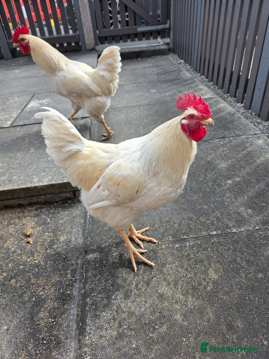 Chickens poultry for sale: Mixed warrens - Advert 2