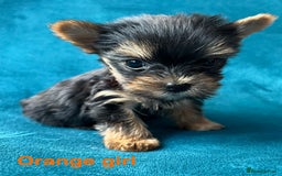 Yorkshire Terrier dogs for sale: Baby face mini pedigree YORKIE pups - Image 8
