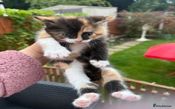 Mixed Breed cats for sale: 3 little kittens  - Image 11