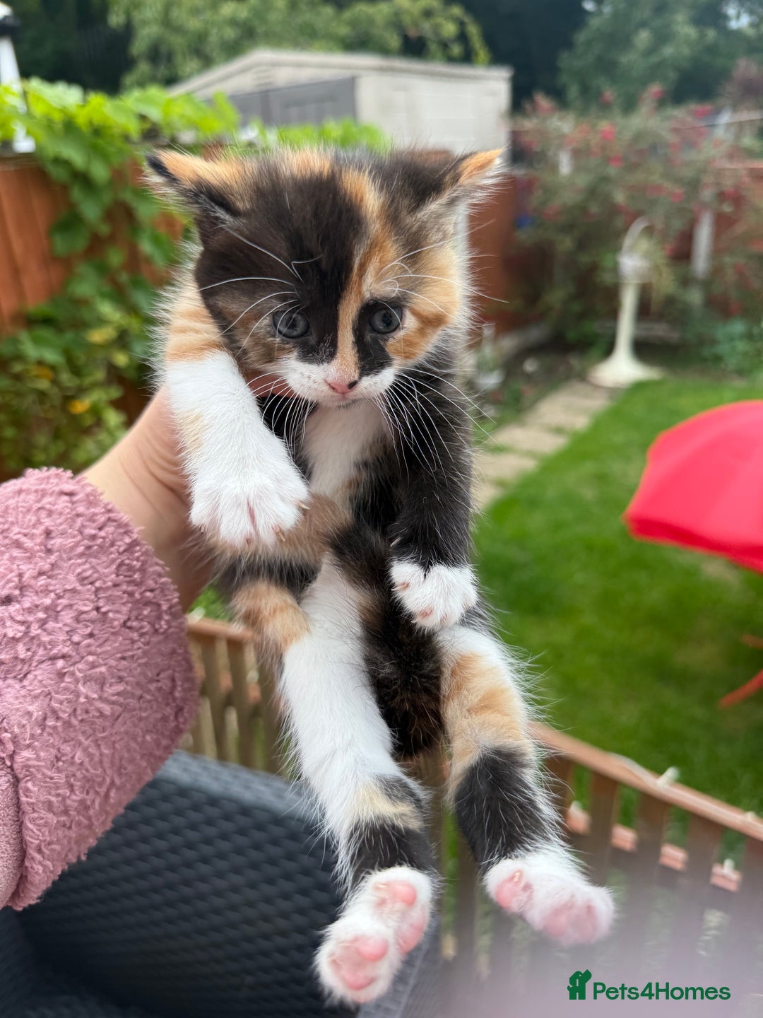 Mixed Breed cats for sale: 3 little kittens  - Image 11