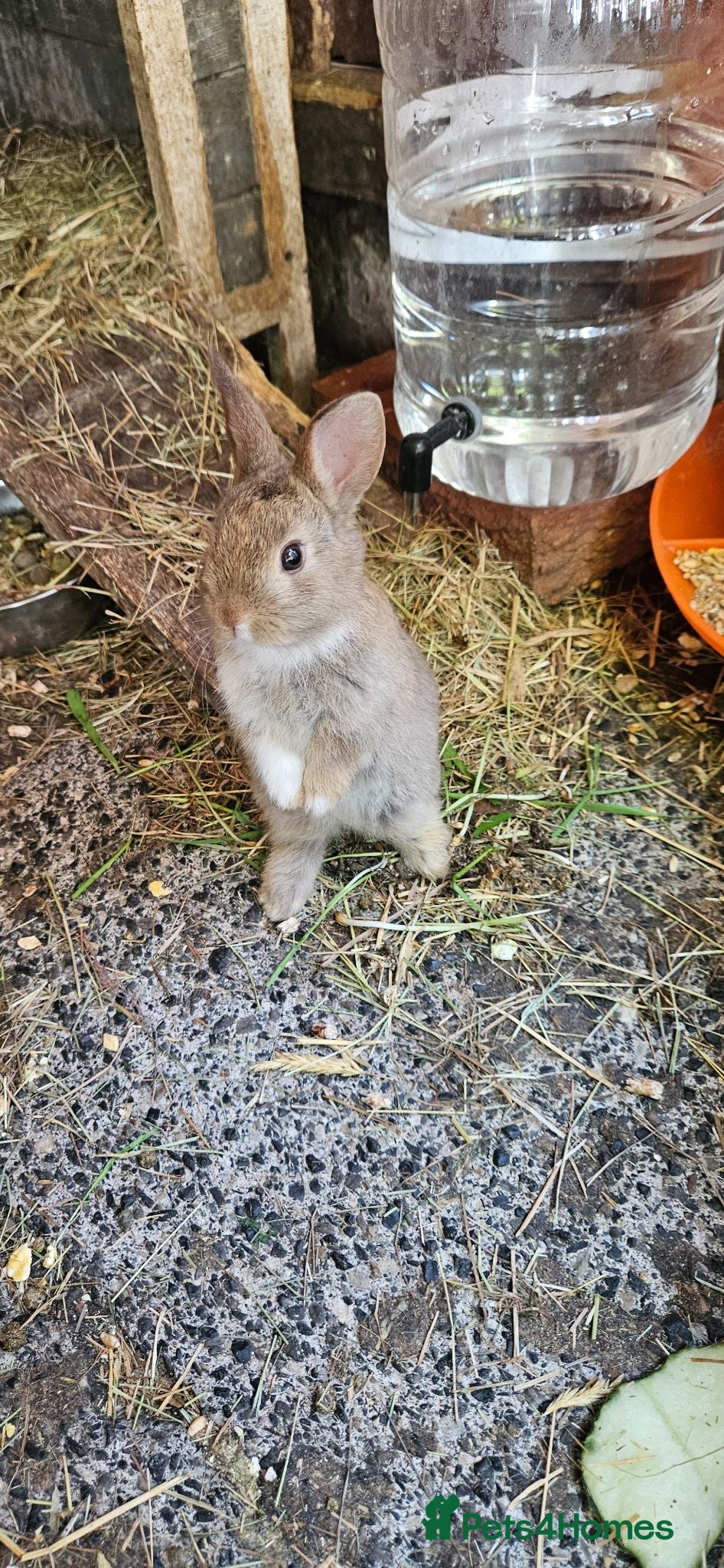 Mixed Breed rabbits They are very friendly family 🥰 - Advert 1
