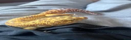 Leopard Gecko reptiles for sale: Male Leopard Gecko with Terrarium and equipment  - Advert 3