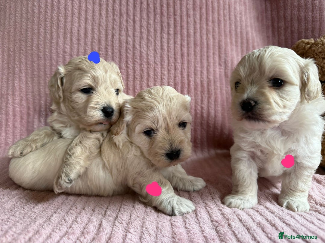 Maltipoo dogs for sale: Gorgeous Maltipoo puppies  - Advert 9