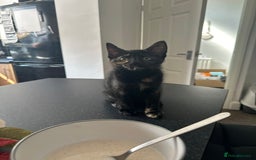 Mixed Breed cats for sale: 2 gorgeous girls tabby and tortoise shell - Image 14