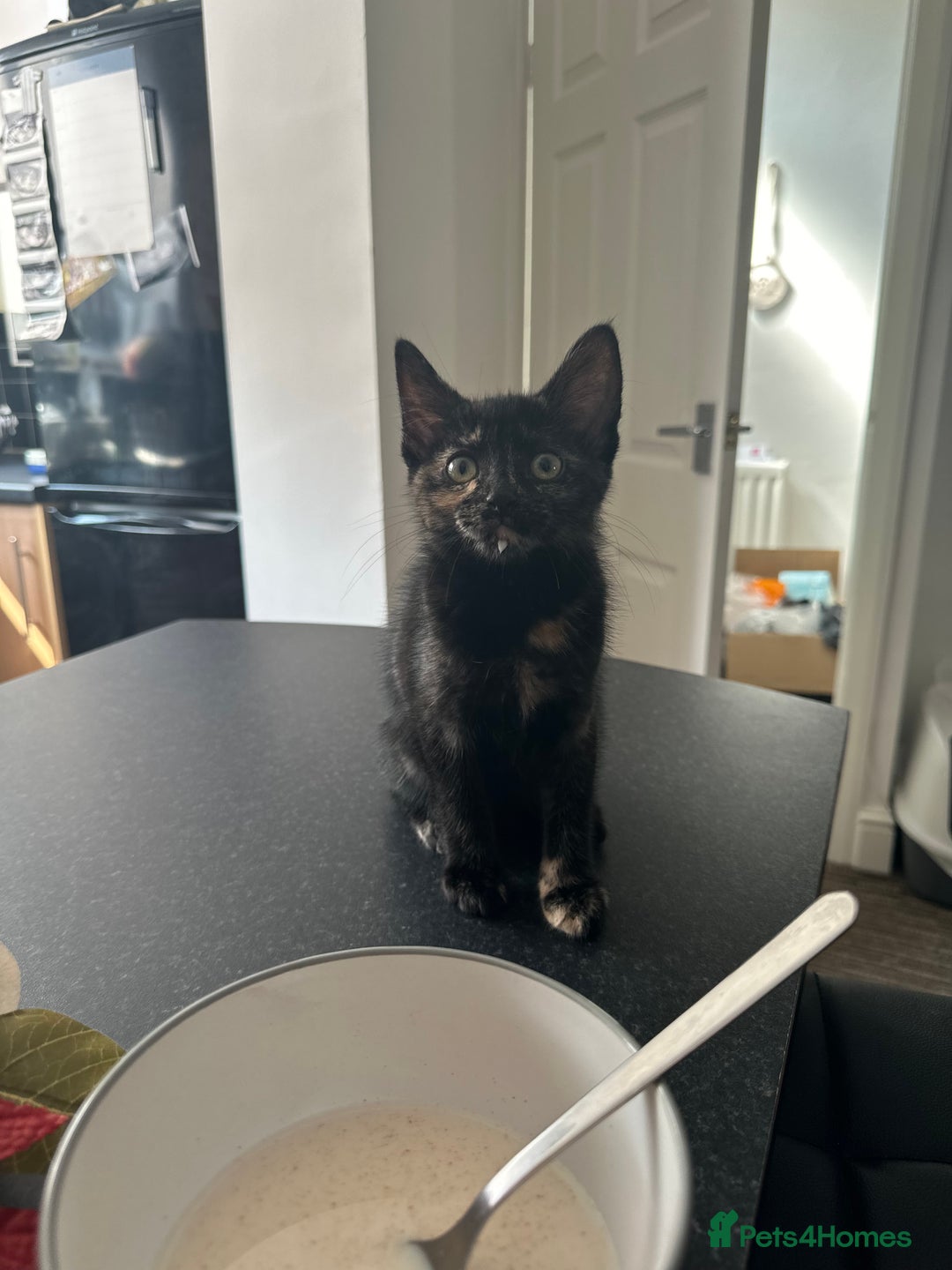 Mixed Breed cats for sale: 2 gorgeous girls tabby and tortoise shell - Image 14