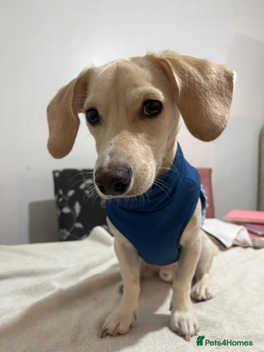 Mixed Breed dogs for sale: Adorable 7 months mini dachshund puppy! 🐶 - Advert 9