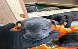 Staffordshire Bull Terrier dogs for sale: Blue Staffordshire bull terrier pups  - Image 17