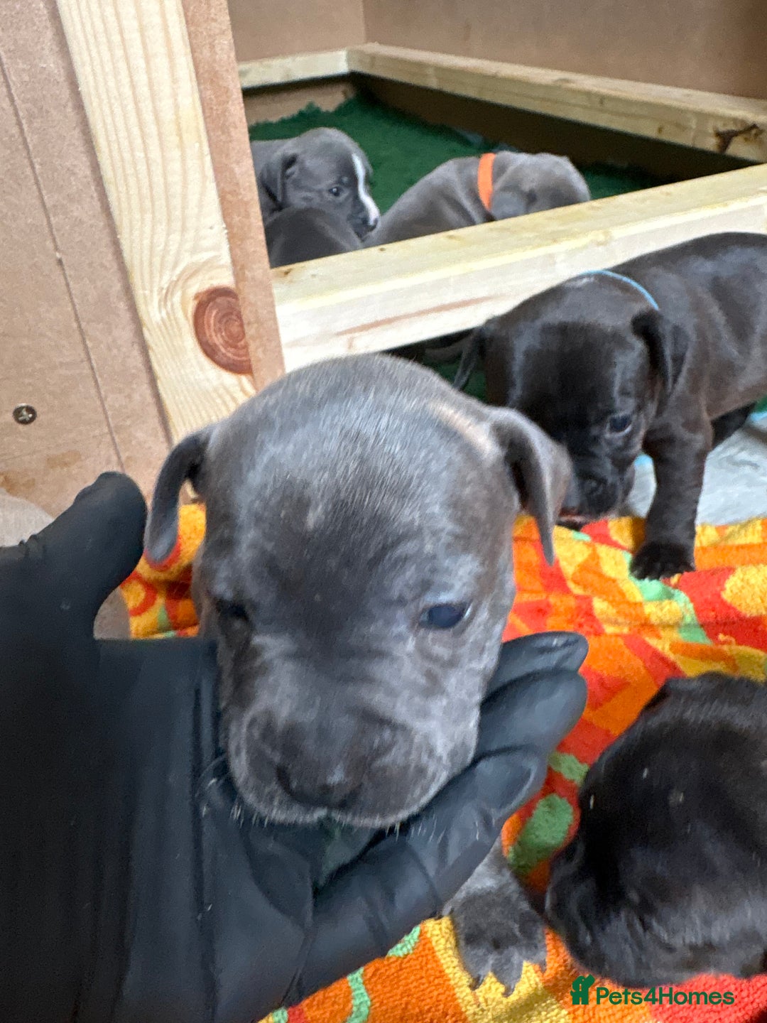 Staffordshire Bull Terrier dogs for sale: Blue Staffordshire bull terrier pups  - Image 17