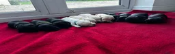 Labrador Retriever dogs for sale: Health tested super Working Line Labrador litter.  in Stratford-upon-Avon - Advert 4