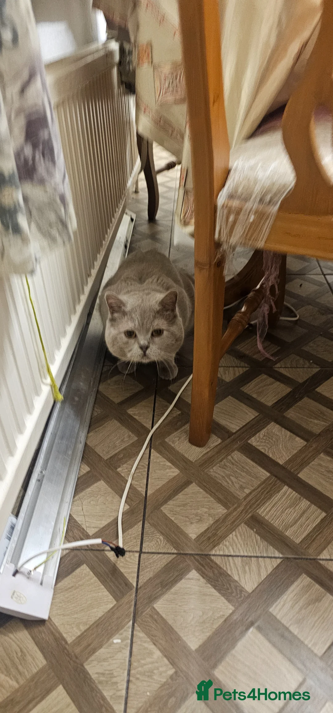 British Shorthair cats for sale: Pure BSH KITTENS  in Bradford - Advert 2