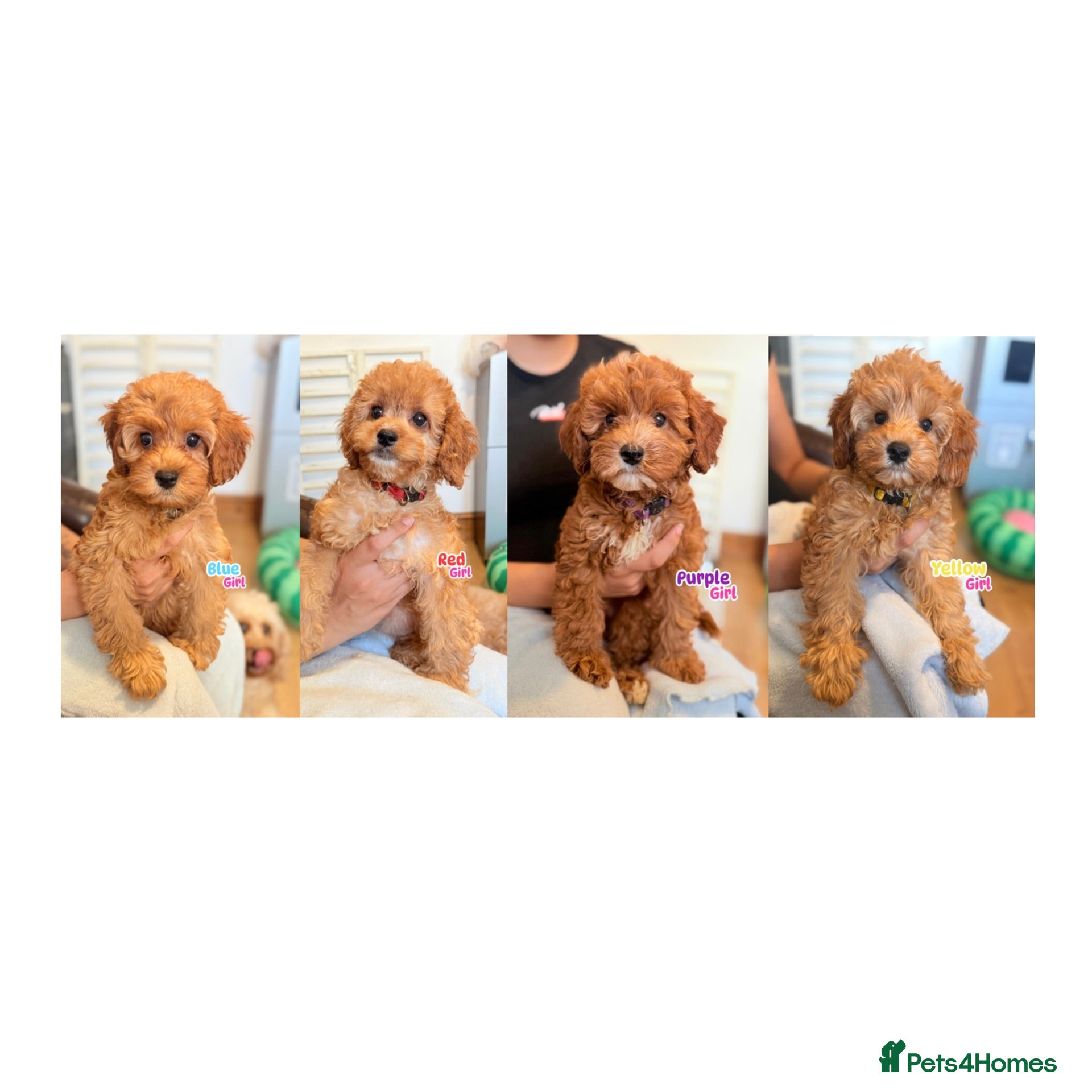 Cockapoo dogs F1B Cockapoo puppies - Health checked - Ready.  - Advert 12