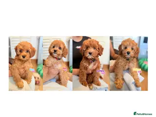 Cockapoo dogs F1B Cockapoo puppies - Health checked - Ready. - Advert 12