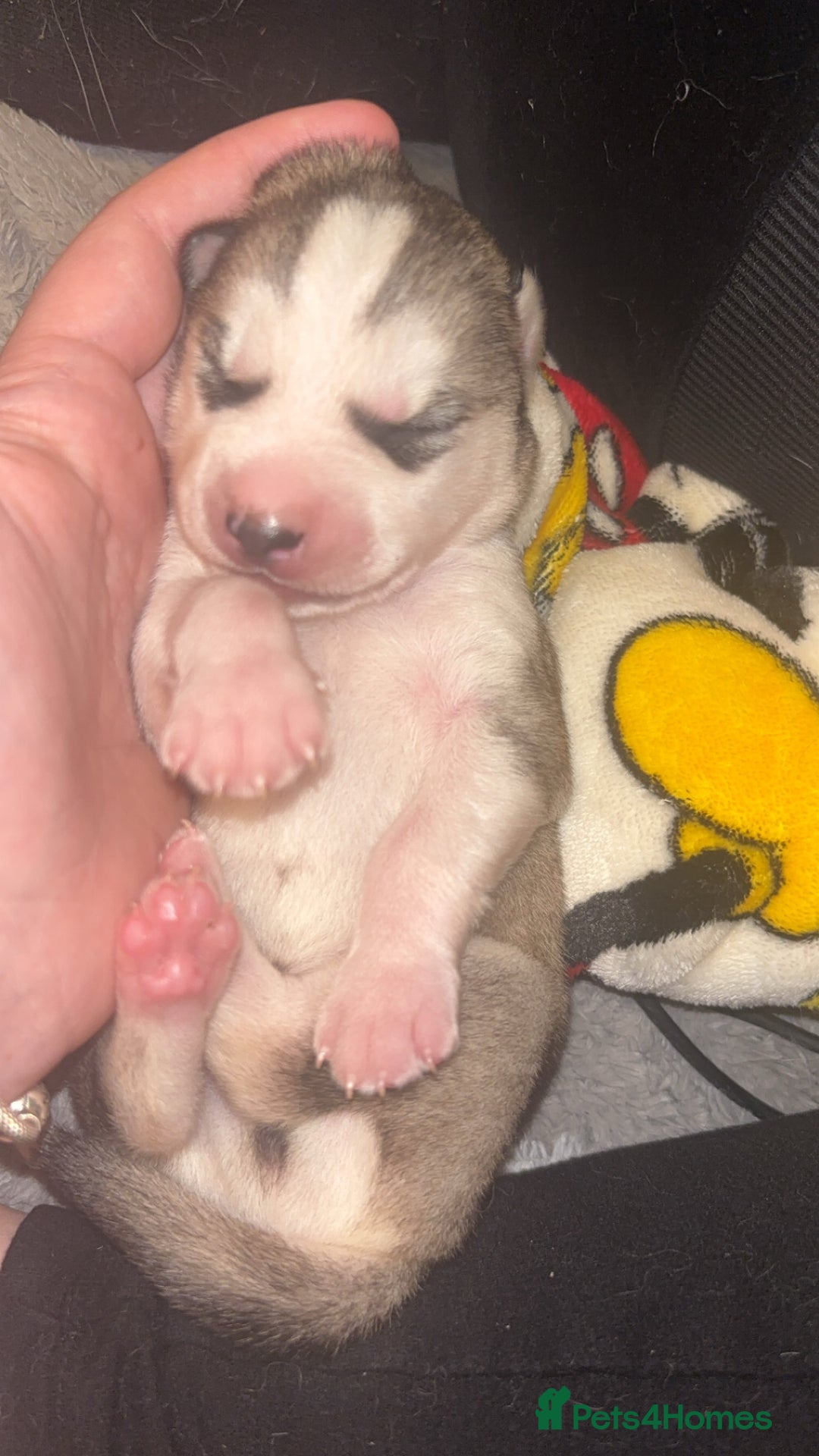 Siberian Husky dogs for sale: 6 Beautiful Siberian Husky’s ❤️ - Advert 8