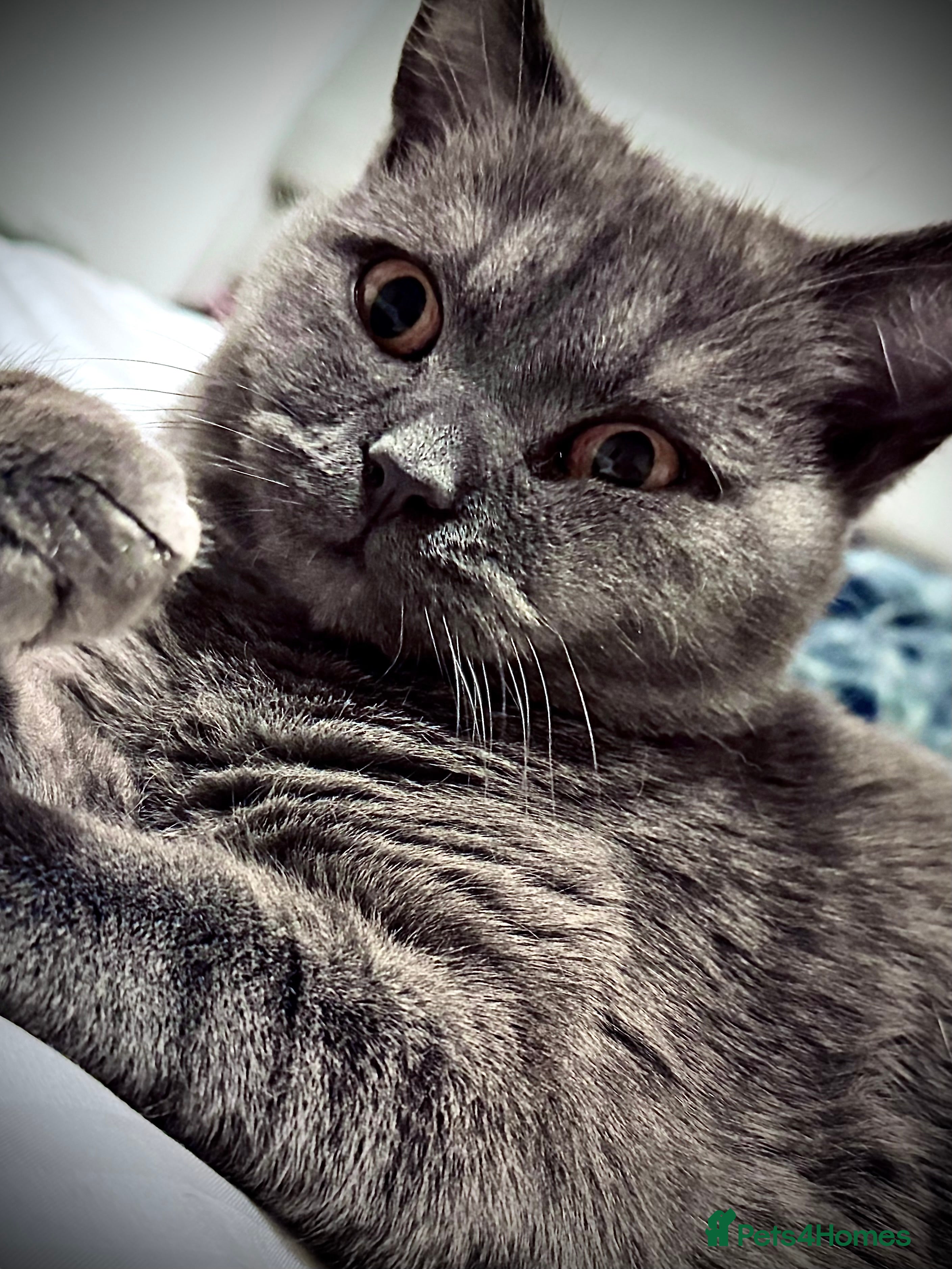 British Shorthair cats BSH BEAUTIES x 2. Prices vary. Very reluctant sale - Advert 1