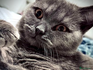 British Shorthair cats BSH BEAUTIES x 2. Prices vary. Very reluctant sale - Advert 9