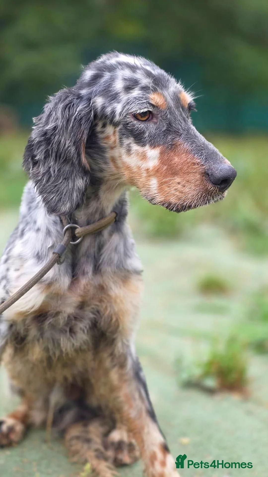 English Setter dogs for adoption: Fuet  in Worthing - Advert 7
