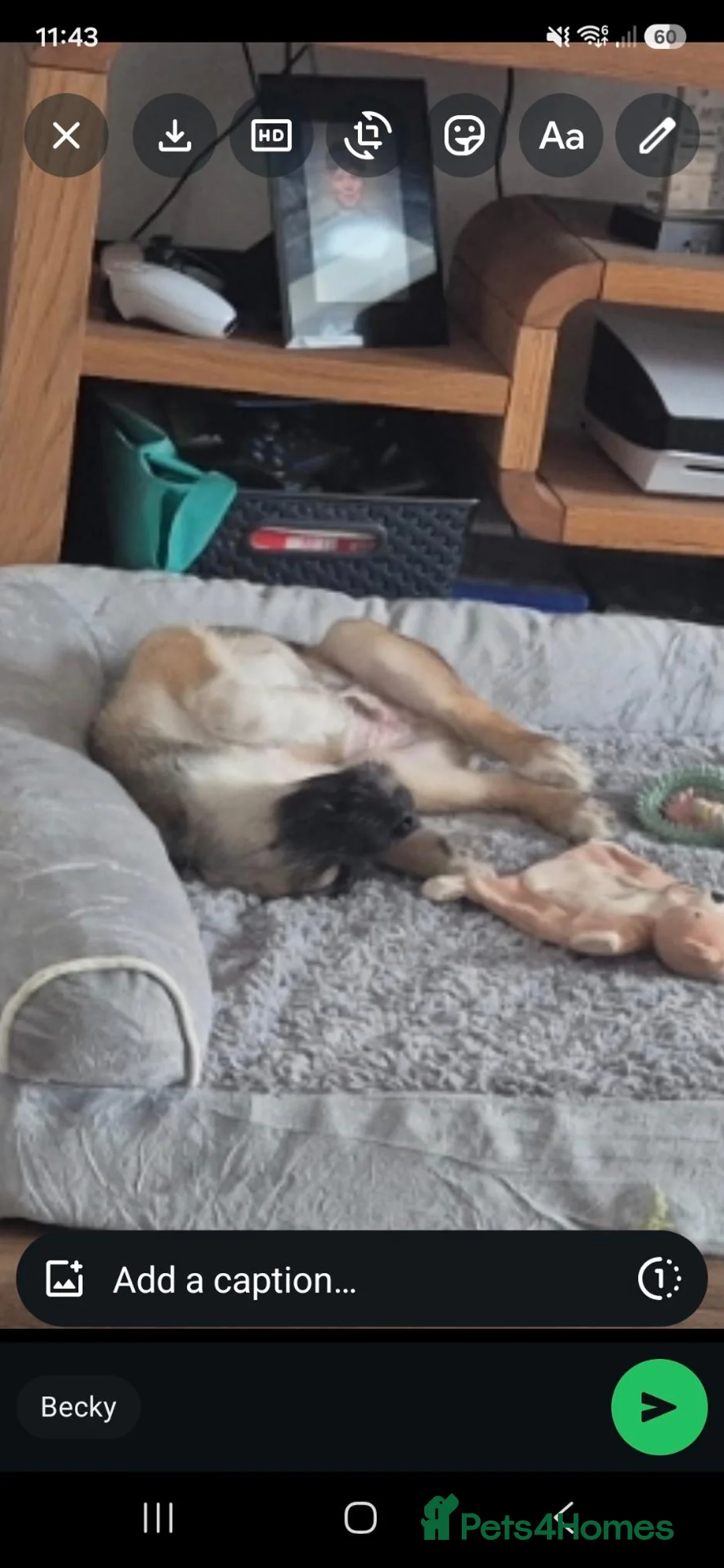 Mixed Breed dogs for sale: Rehome - Advert 5