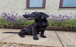 Labrador Retriever dogs for sale: 🐾 Black Labrador Puppy for Sale 🐾 - Image 5