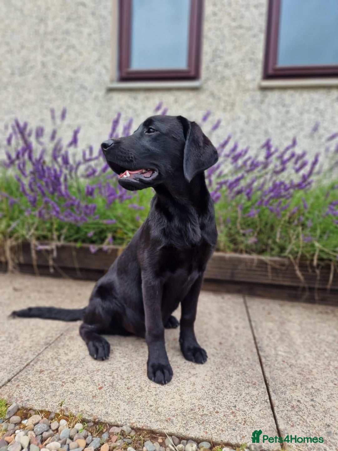 Labrador Retriever dogs for sale: 🐾 Black Labrador Puppy for Sale 🐾 - Image 5