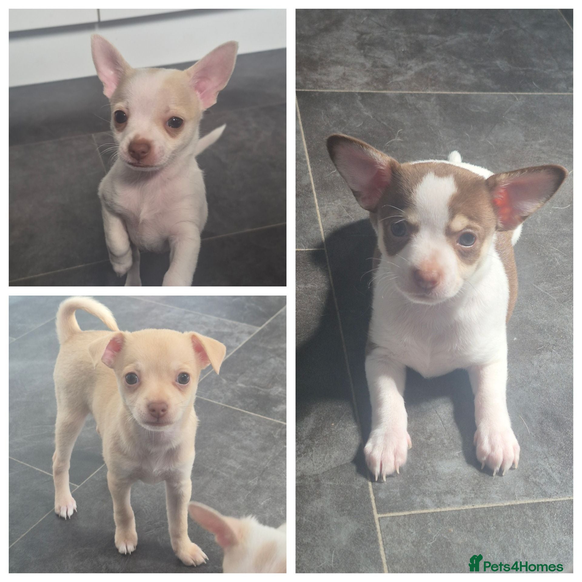 Chihuahua dogs 3 chihuahua puppy's ready 10th August  - Advert 2