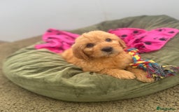 Goldendoodle dogs for sale: Healthy waggy happy puppies  - Image 1