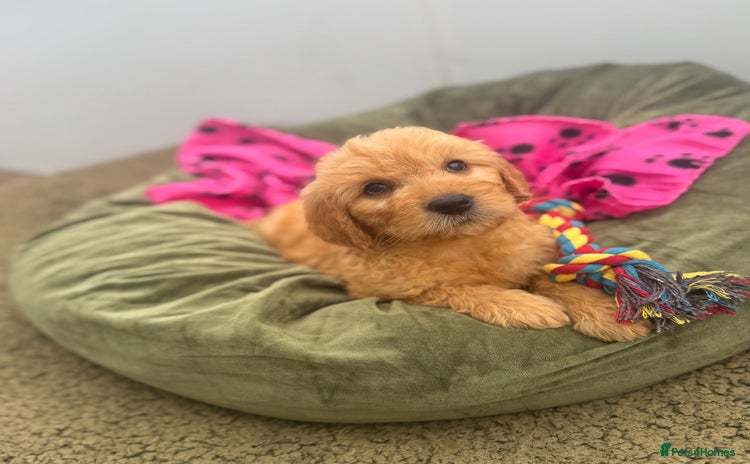 Goldendoodle dogs - Advert 5