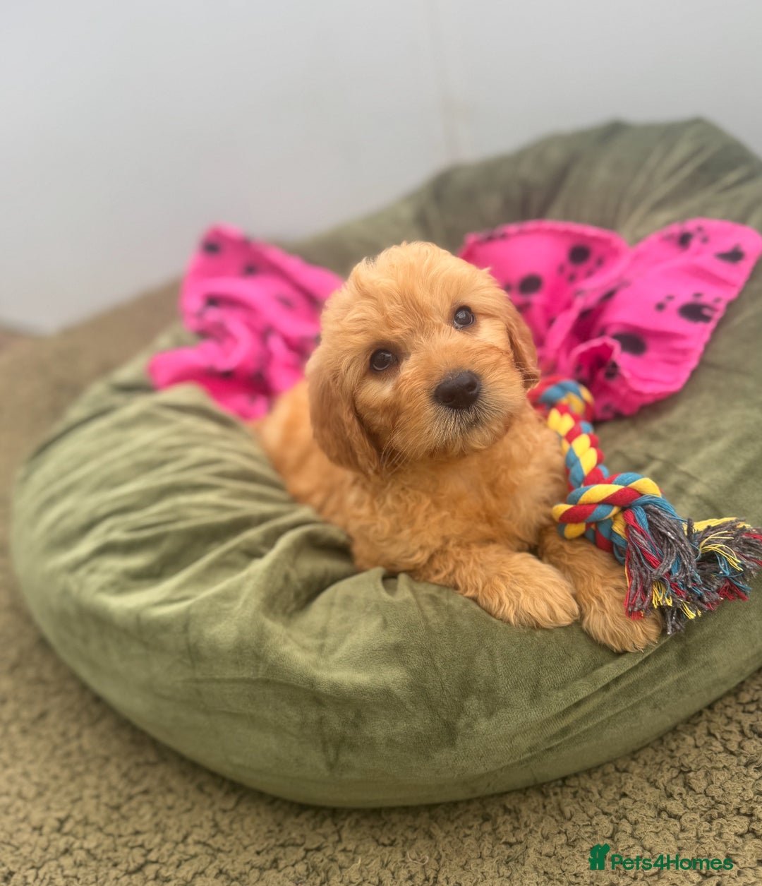 Goldendoodle dogs for sale: Healthy waggy happy puppies  - Image 1