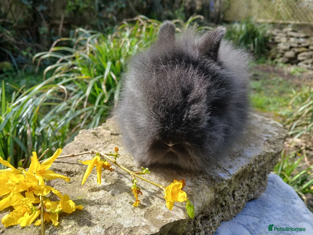 Lionhead rabbits for sale: Stunning DM Lionhead baby rabbit  - Advert 8
