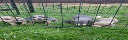 Miniature Dachshund dogs for sale: READY NOW 3 boys left Blue dapple daxies - Advert 7