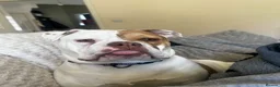 English Bulldog dogs for sale: Beautiful English bulldog  in Lincoln - Advert 4