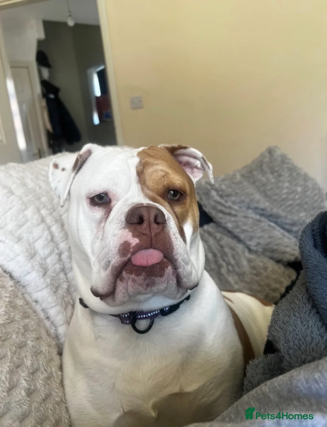 English Bulldog dogs for sale: Beautiful English bulldog  in Lincoln - Advert 4
