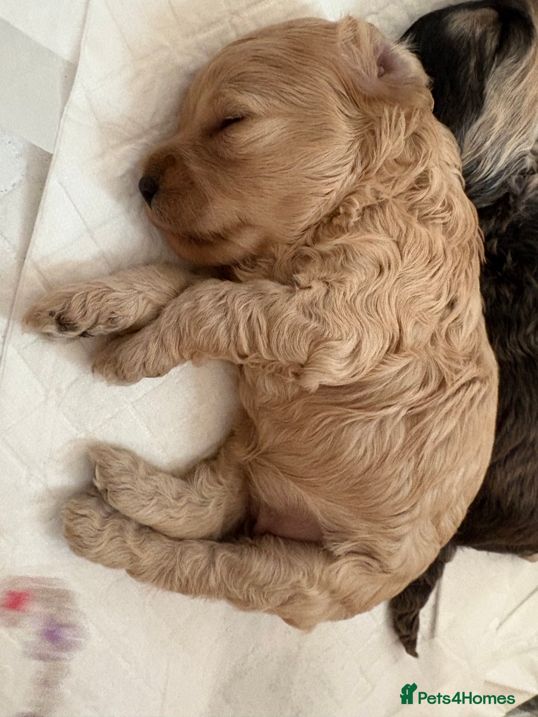Cockapoo dogs for sale: Cockerpoo puppies for sale  - Advert 5