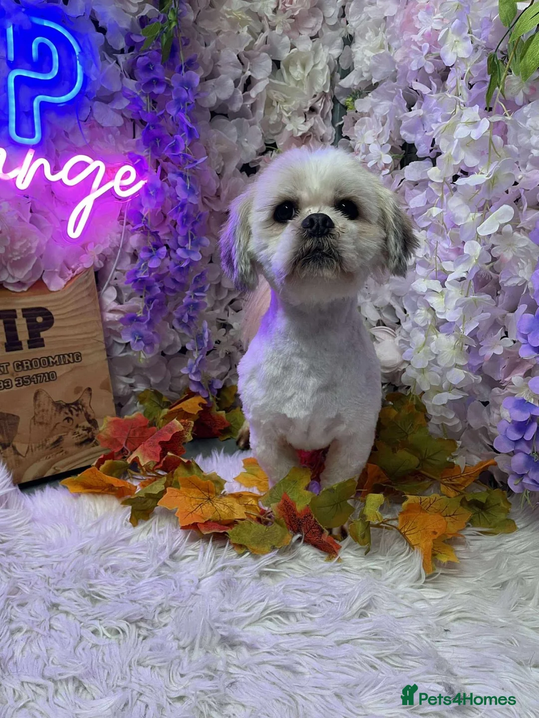 Lhasa Apso dogs for stud: Kenzo Male  in Doncaster - Advert 2