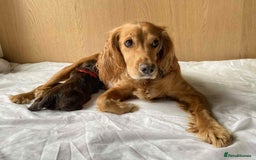 Cocker Spaniel dogs for sale: Beautiful KC REG Working Cocker Spaniel Puppies - Image 4