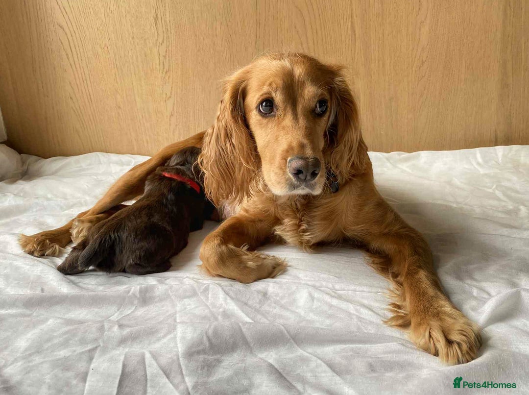 Cocker Spaniel dogs for sale: Beautiful KC REG Working Cocker Spaniel Puppies - Image 4