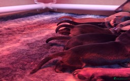 Miniature Dachshund dogs for sale: 5 gorgeous miniature dachshund puppies for sale  - Image 38